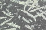 Fossil Graptolite Cluster (Didymograptus) - Great Britain #103415-1